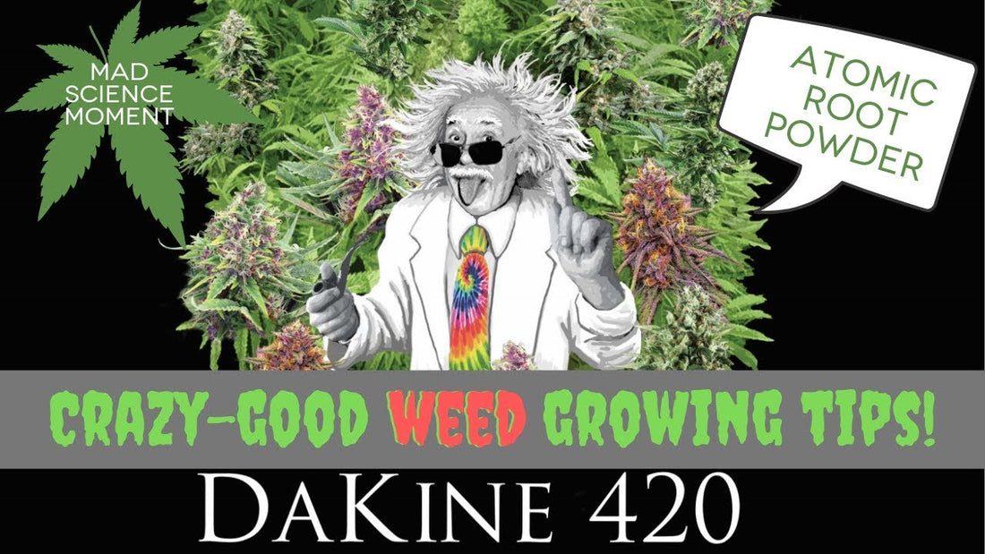 Dakine 420 Mad Science Moment: Atomic Root Powder root stimulant for cannabis