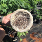 Dakine 420 Atomic Root Powder Cannabis Root Growth